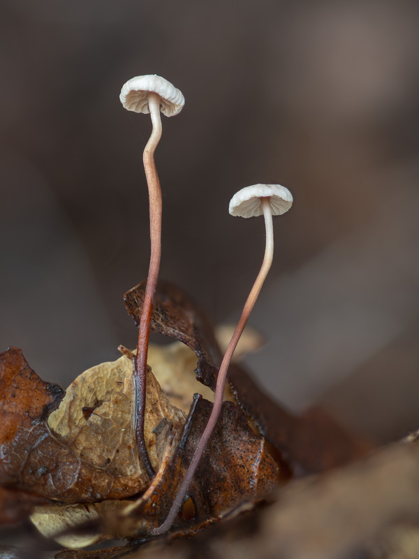 Gymnopus quercophilus